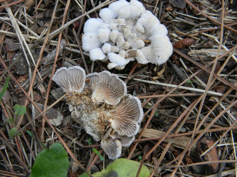 Ritrovamenti del 1.11.2011.sotto leccio e pino marino