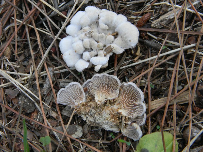 Ritrovamenti del 1.11.2011.sotto leccio e pino marino