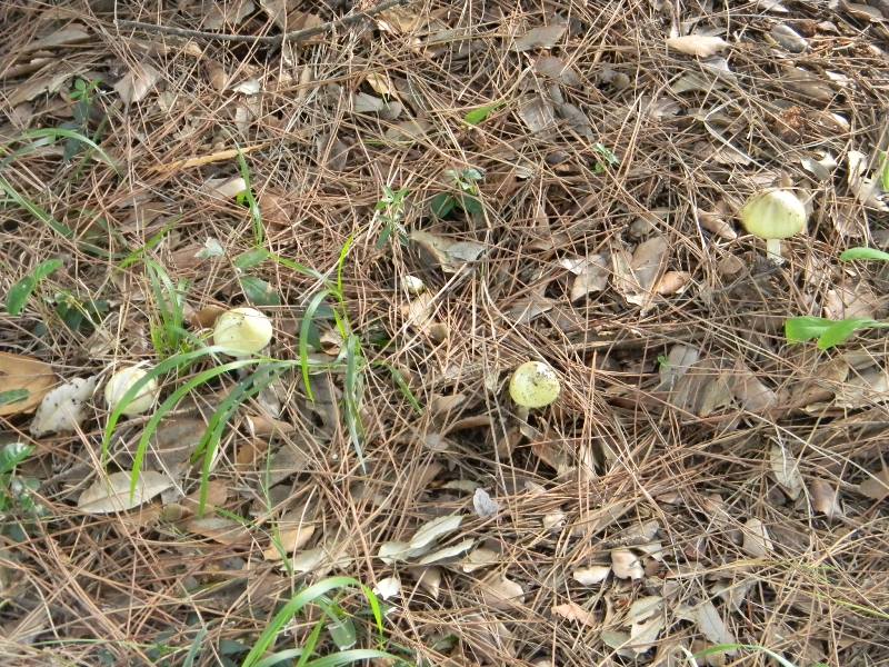 Ritrovamenti del 1.11.2011.sotto Leccio e Pino marino (2)