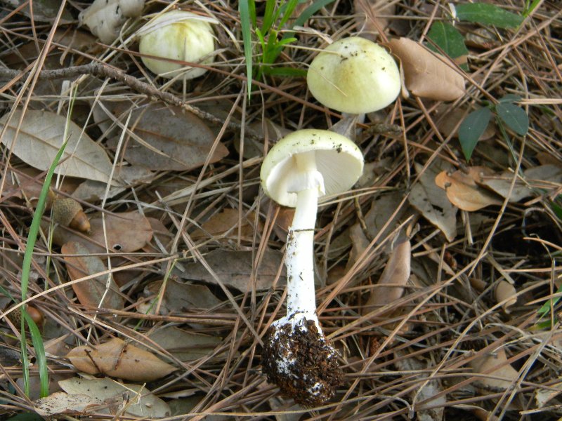 Ritrovamenti del 1.11.2011.sotto Leccio e Pino marino (2)