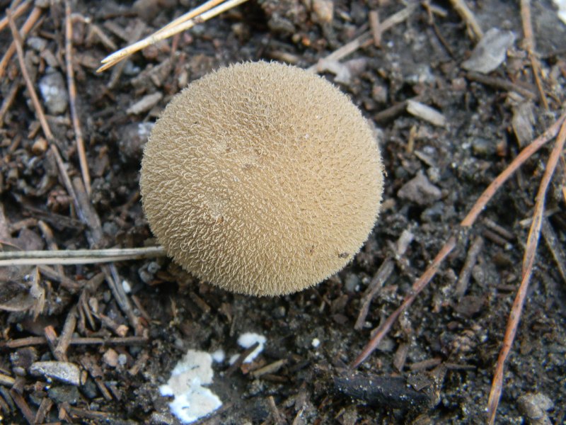 Ritrovamenti del 1.11.2011.sotto Leccio e Pino marino (2)