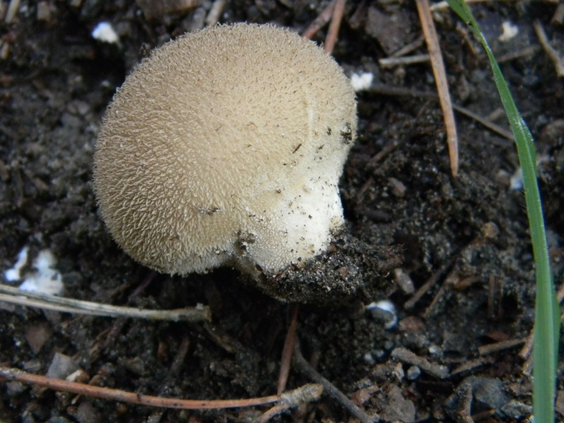 Ritrovamenti del 1.11.2011.sotto Leccio e Pino marino (2)