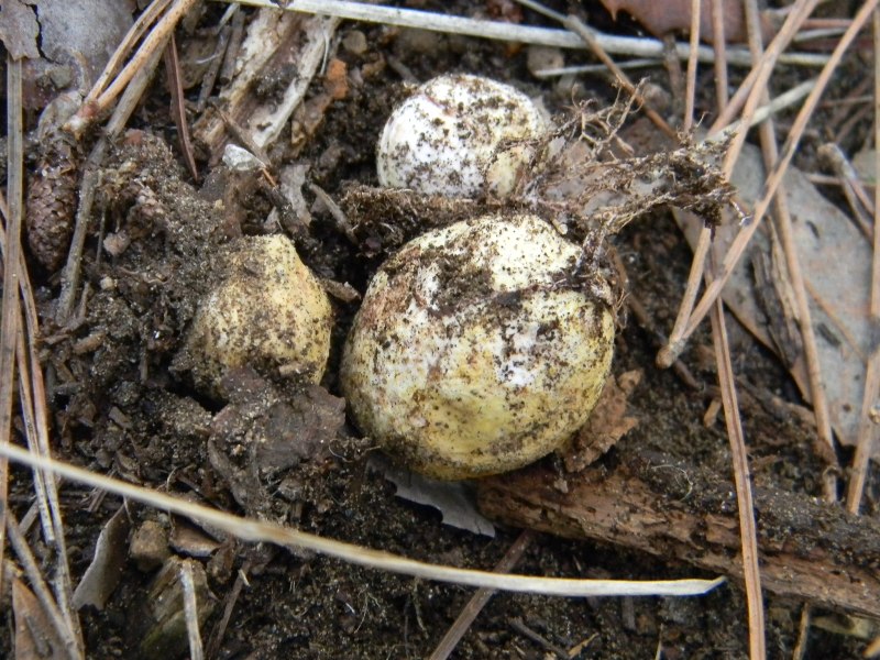 Ritrovamenti del 1.11.2011.sotto Leccio e Pino  marino(4)