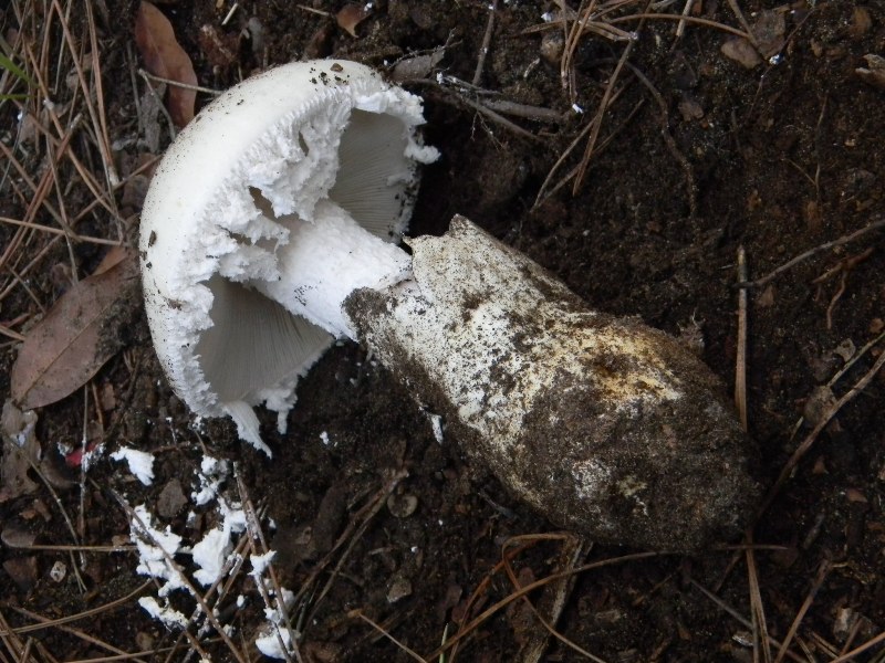 Ritrovamenti del 1.11.2011.sotto Leccio e Pino  marino(4)