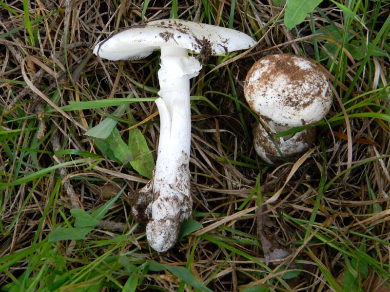 Amanita verna fotograf. il 16.04.2011.