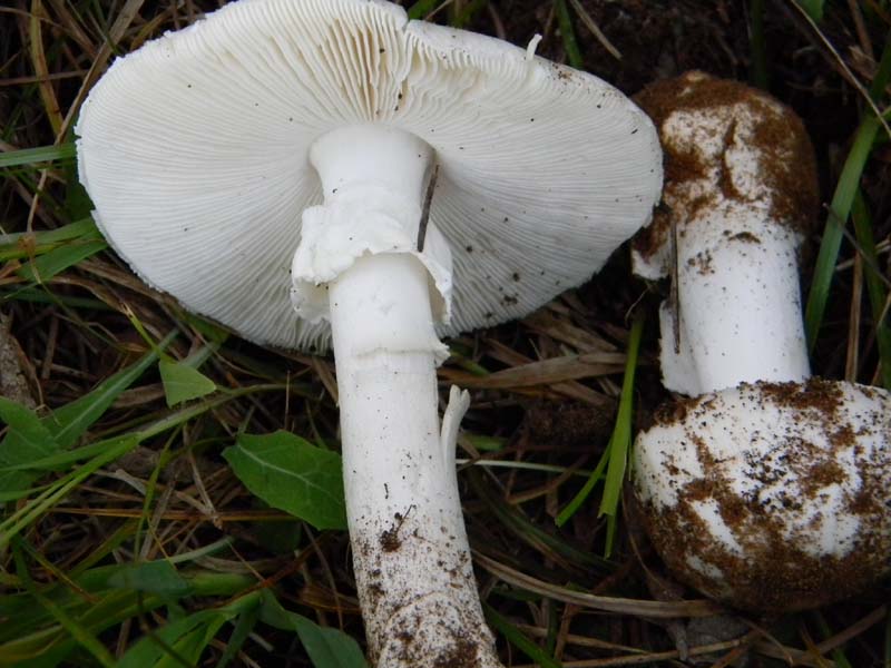 Amanita verna fotograf. il 16.04.2011.