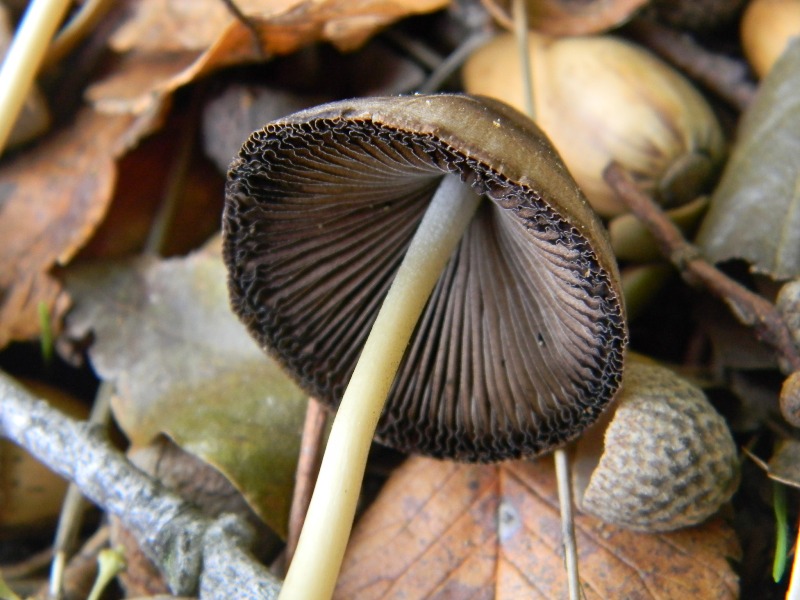 Ritrovamenti 1.11.2011. sotto latifoglia