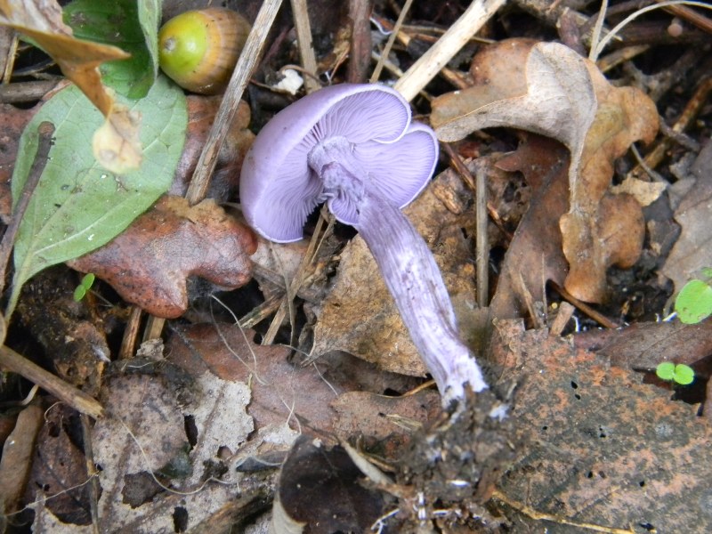 Ritrovamenti 1.11.2011. sotto latifoglia