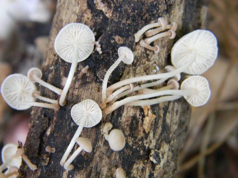 Ritrovamenti 1.11.2011. sotto latifoglia