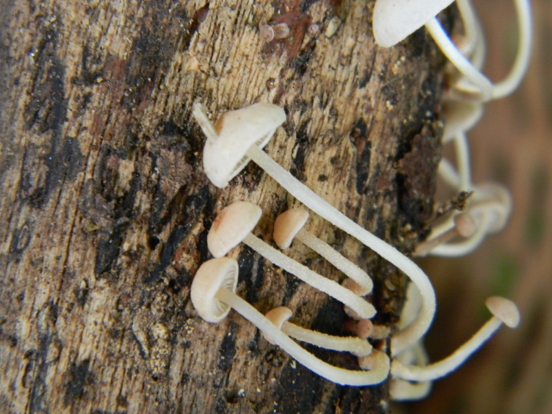 Ritrovamenti 1.11.2011. sotto latifoglia