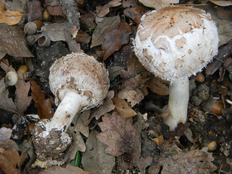 Ritrovamenti 1.11.2011. sotto latifoglia