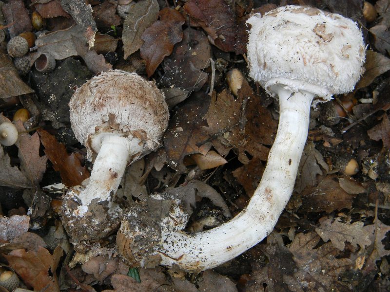 Ritrovamenti 1.11.2011. sotto latifoglia