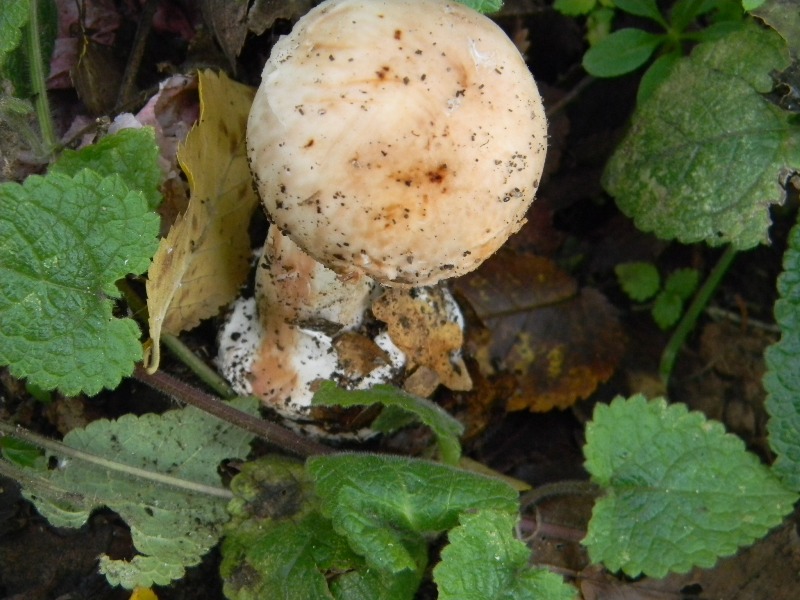 Ritrovamenti 1.11.2011. sotto latifoglia