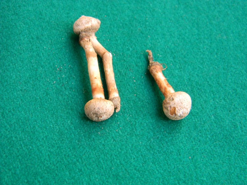 Ritrovamenti del 1.11.2011.sotto Leccio e Pinomarino (3)