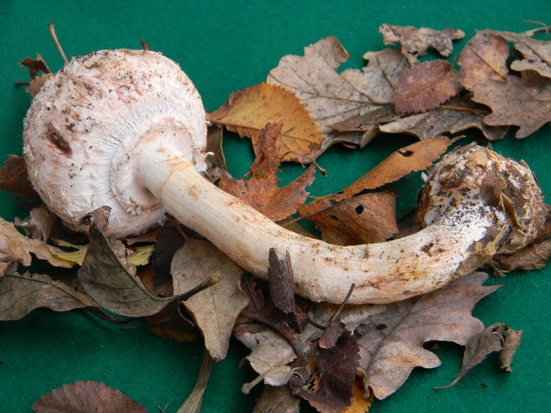 Ritrovamenti 1.11.2011. sotto latifoglia