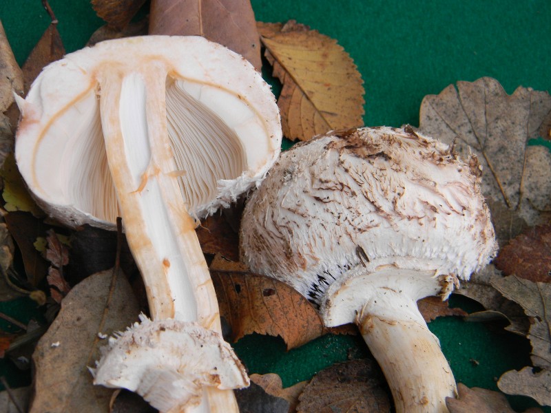 Ritrovamenti 1.11.2011. sotto latifoglia