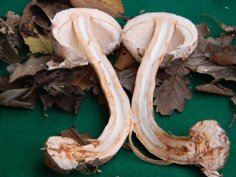 Ritrovamenti 1.11.2011. sotto latifoglia