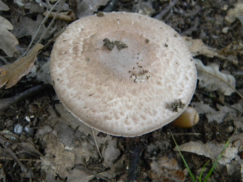 Agaricus silvaticus - Fotografato 1.11.2011 sotto Quercia