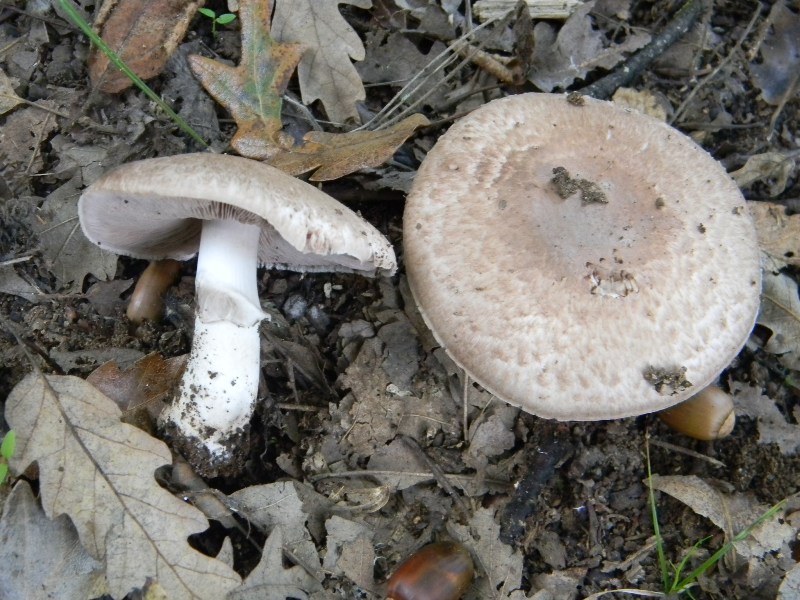 Agaricus silvaticus - Fotografato 1.11.2011 sotto Quercia