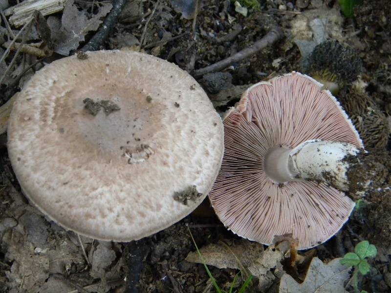 Agaricus silvaticus - Fotografato 1.11.2011 sotto Quercia