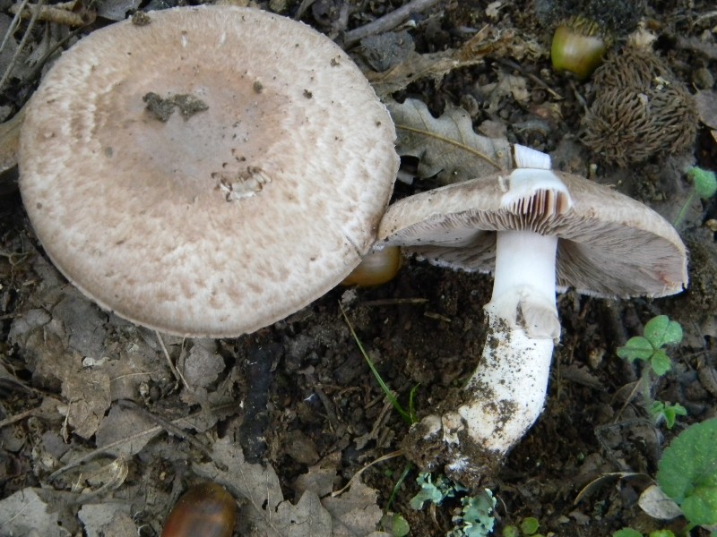 Agaricus silvaticus - Fotografato 1.11.2011 sotto Quercia