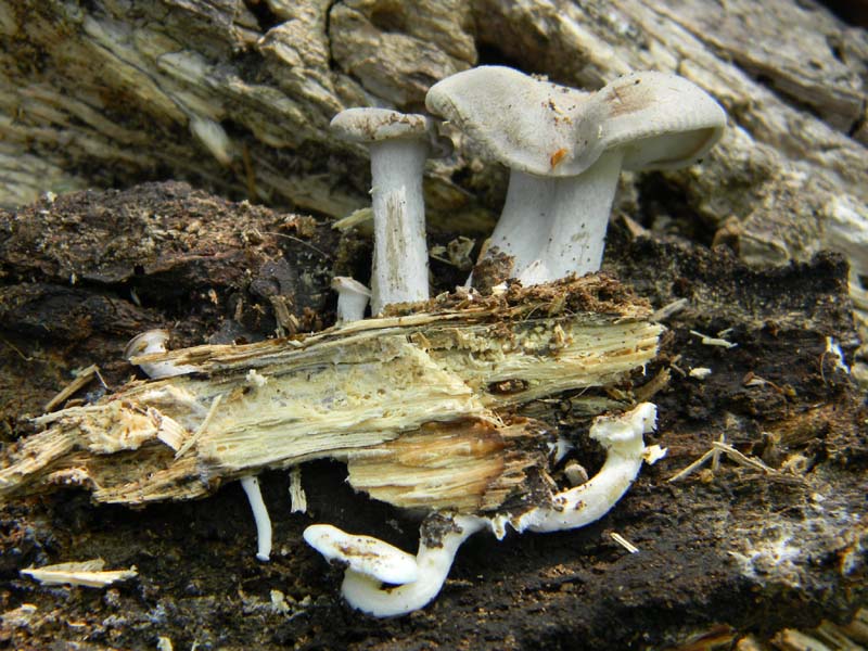 Altro ritrovamento del 19.04.2011.su tronco morto di Quercia