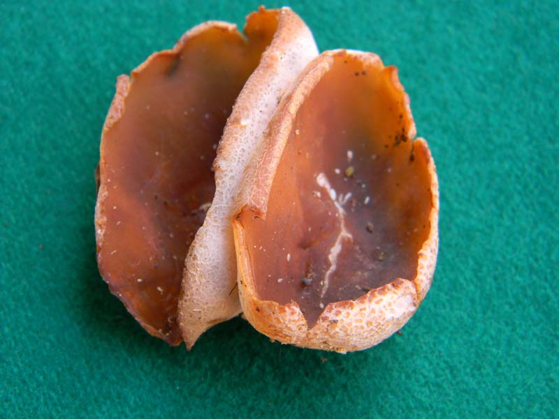 Ritrovamento del 19.04.2011 bosco di Quercia