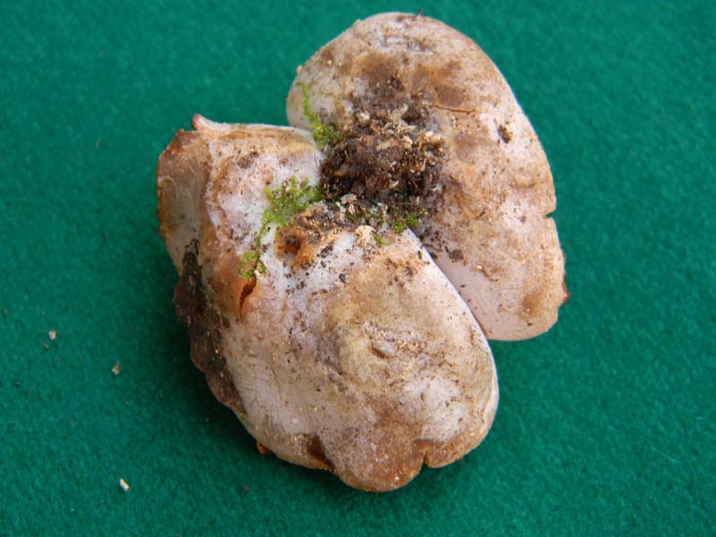 Ritrovamento del 19.04.2011 bosco di Quercia