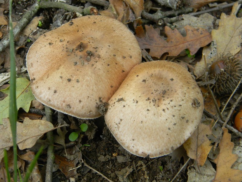 Agaricus silvaticus