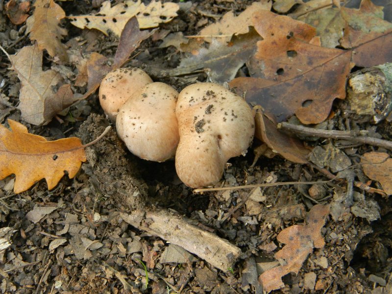 Agaricus silvaticus