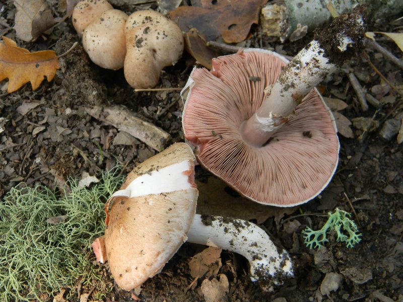 Agaricus silvaticus