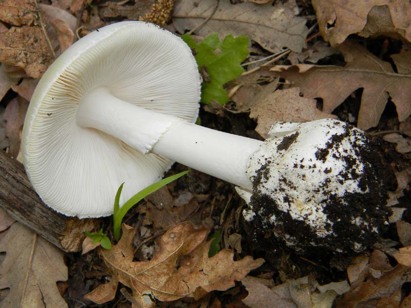 Amanita verna fotog.il 22.04.2011.sotto Quercia