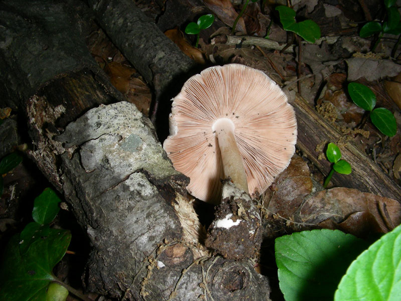 Fotografati nel mese di giugno sotto Quercia