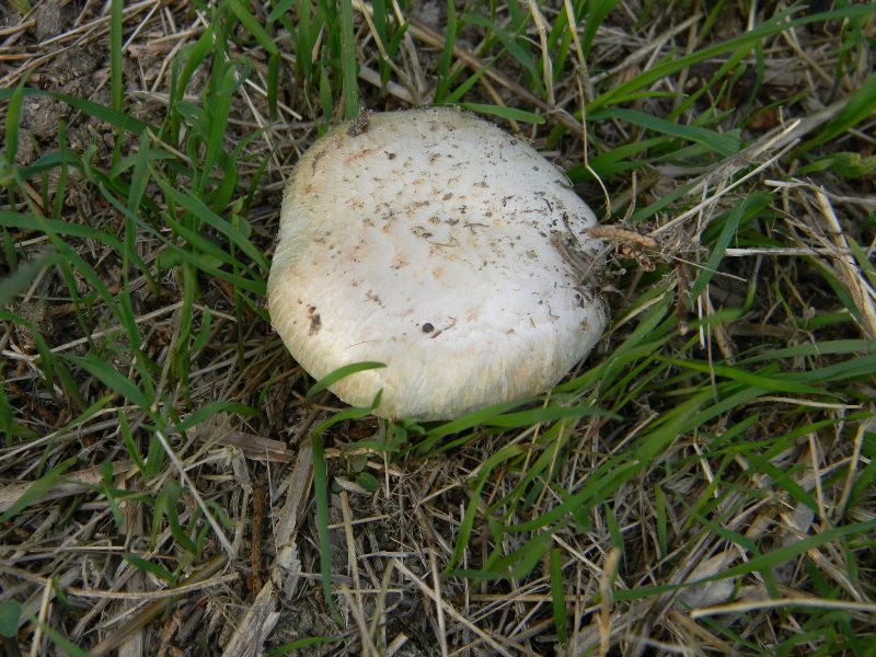 Agaricus sp -  Fotografati il.4.11.2011 Sotto Leccio e Pino