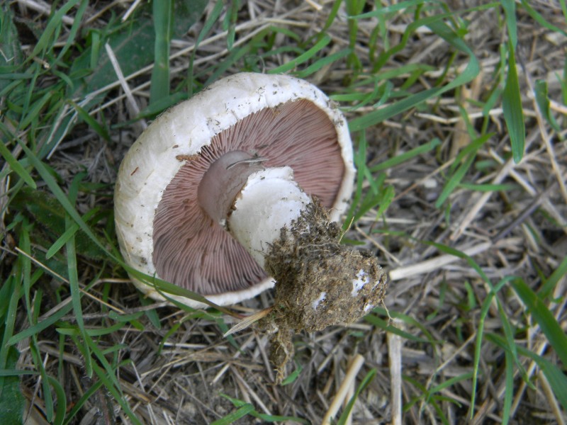 Agaricus sp -  Fotografati il.4.11.2011 Sotto Leccio e Pino