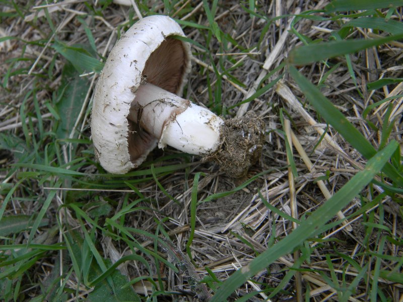 Agaricus sp -  Fotografati il.4.11.2011 Sotto Leccio e Pino