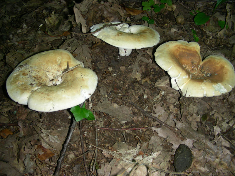 Fotografati nel mese di giugno sotto Quercia