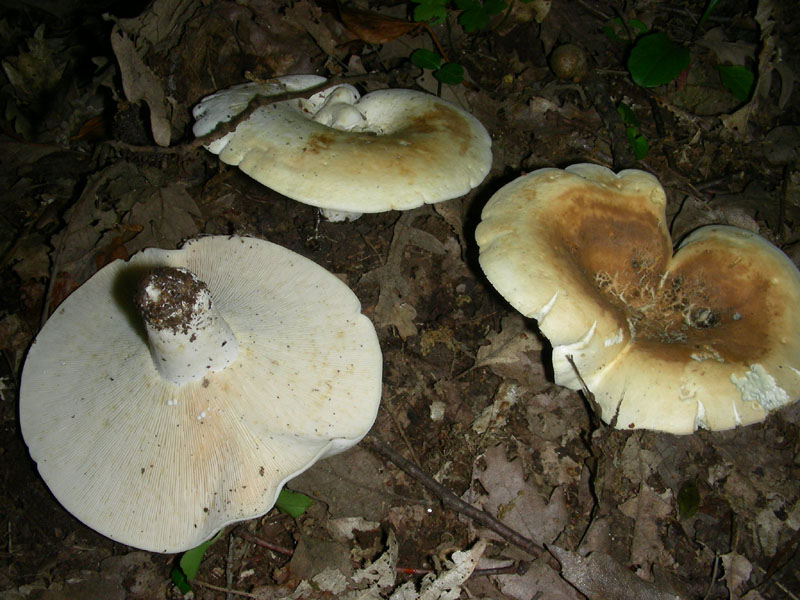 Fotografati nel mese di giugno sotto Quercia