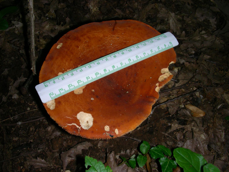 Fotografati nel mese di giugno sotto Quercia