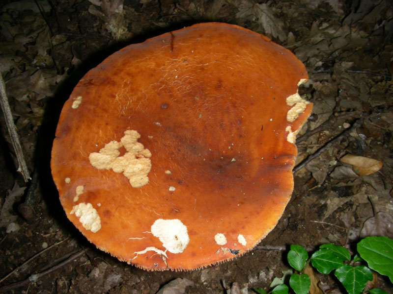 Fotografati nel mese di giugno sotto Quercia