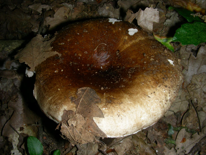Fotografati nel mese di giugno sotto Quercia
