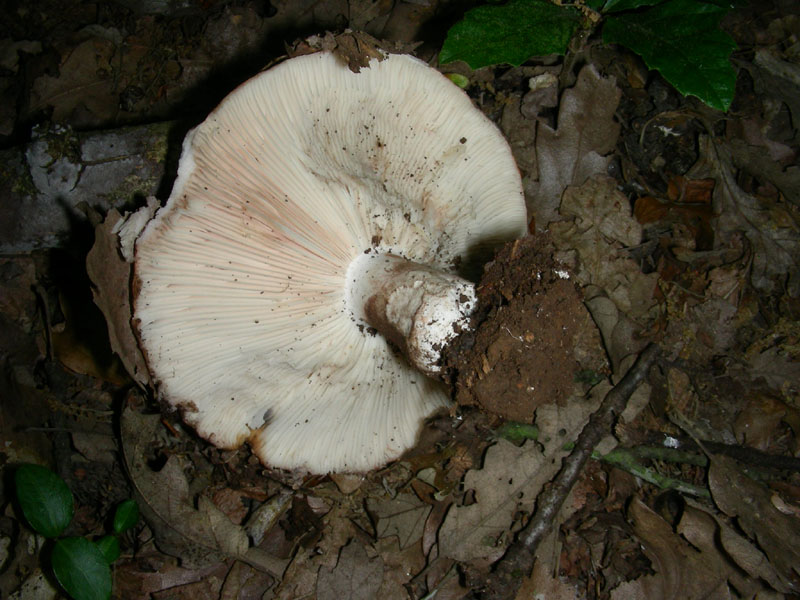 Fotografati nel mese di giugno sotto Quercia