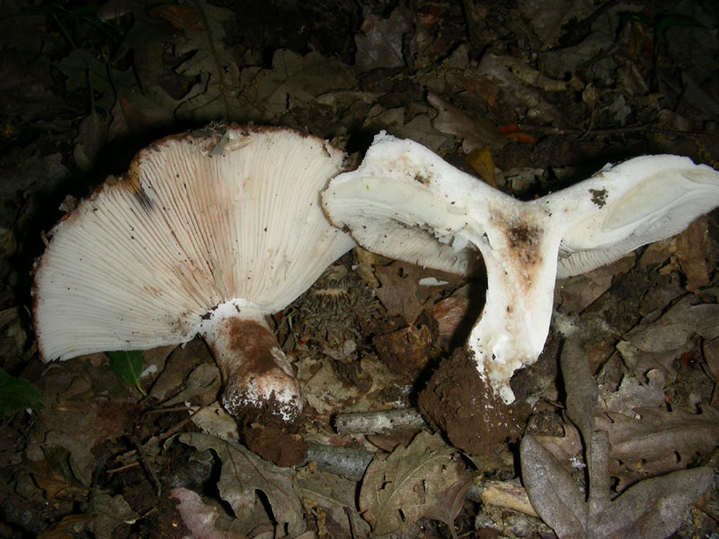 Fotografati nel mese di giugno sotto Quercia