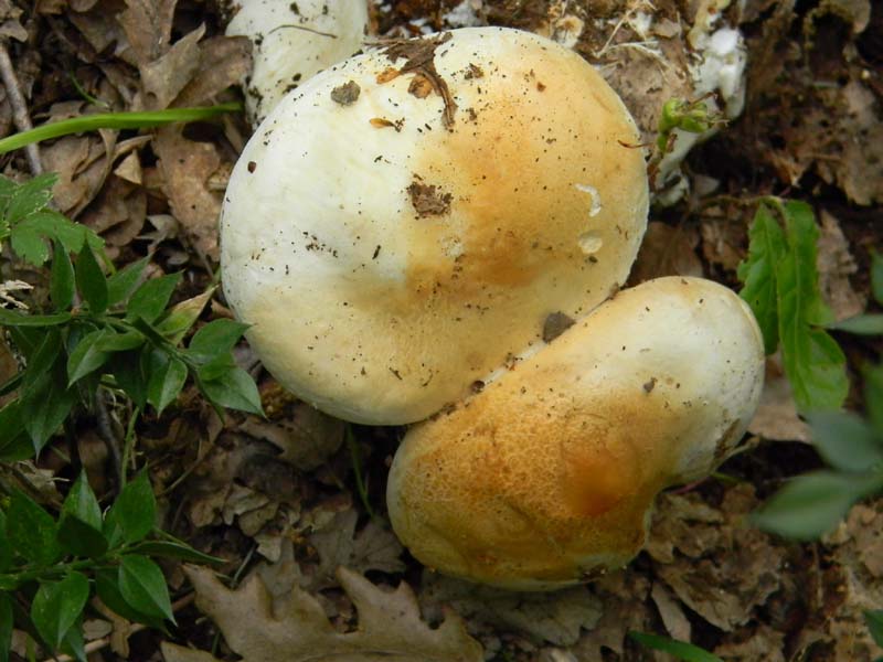 Fotografato il 22.04.2011.bosco di Quercia