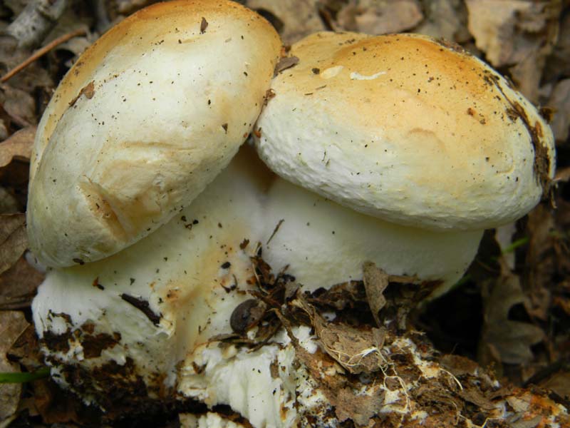 Fotografato il 22.04.2011.bosco di Quercia