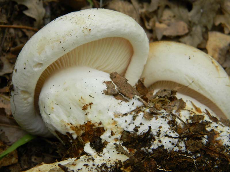 Fotografato il 22.04.2011.bosco di Quercia