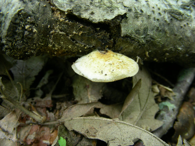 Fotografati nel mese di giugno sotto Quercia