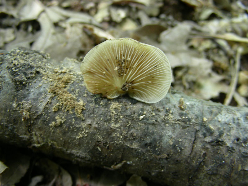 Fotografati nel mese di giugno sotto Quercia