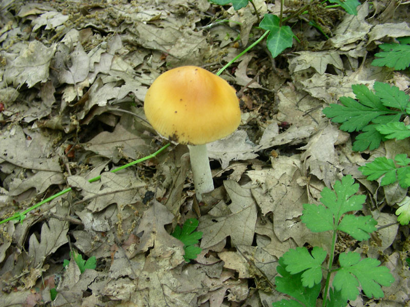 Fotografati nel mese di giugno sotto Quercia