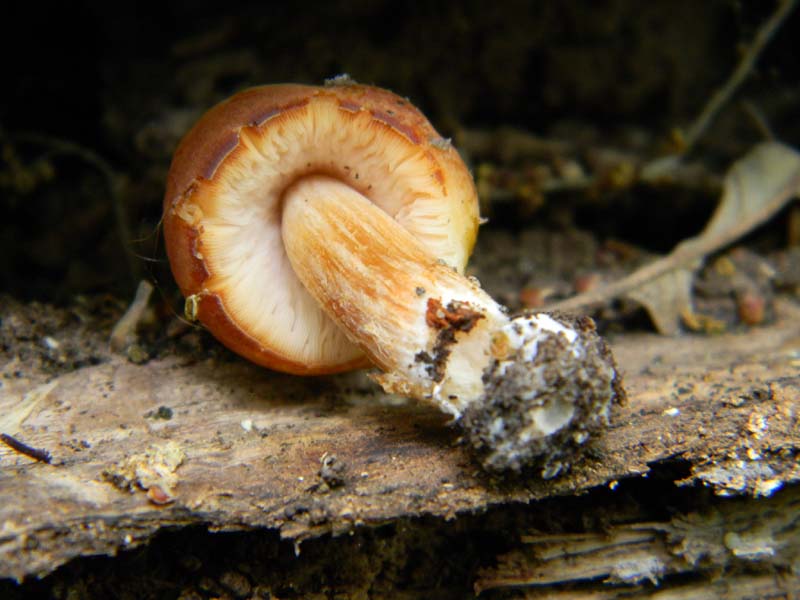 Fotografato il 22.04.2011.bosco di Quercia